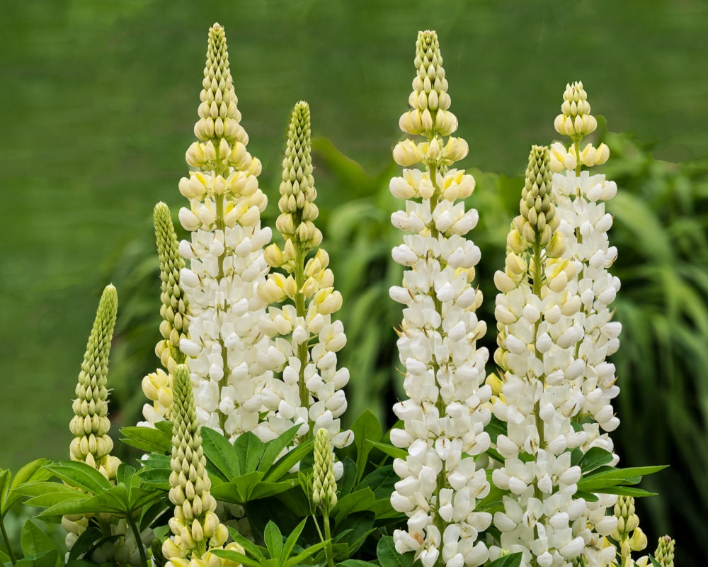 Lupine "Gallery White"