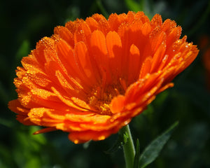 Ringelblume, orange