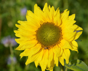 Zwergsonnenblume "Sunspot", Balkonsonnenblume