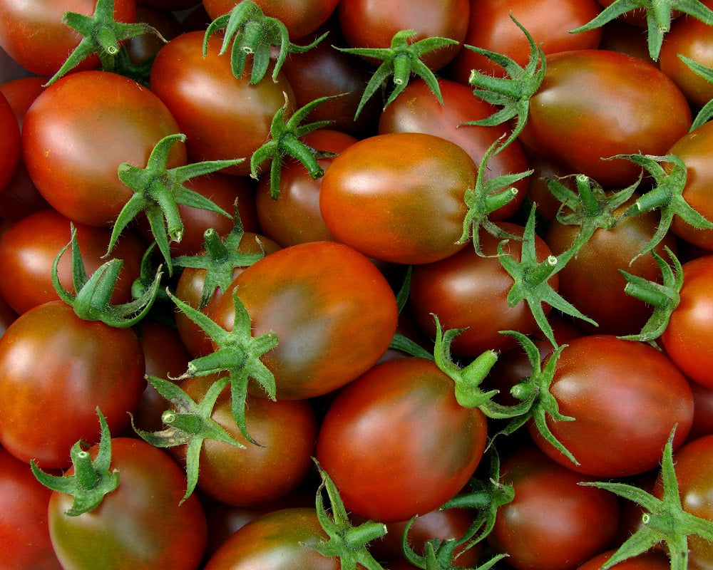 Tomate "Black Plum"
