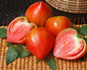Tomate "Ochsenherz", rot