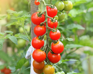 Tomate "Gardeners Delight"