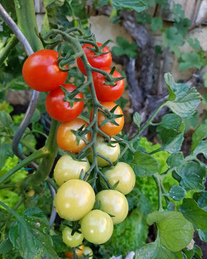 Tomate "Miel du Mexique", Mexikanische Honigtomate