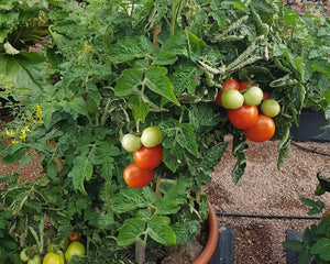 Balkon-Tomate "Rotkäppchen"
